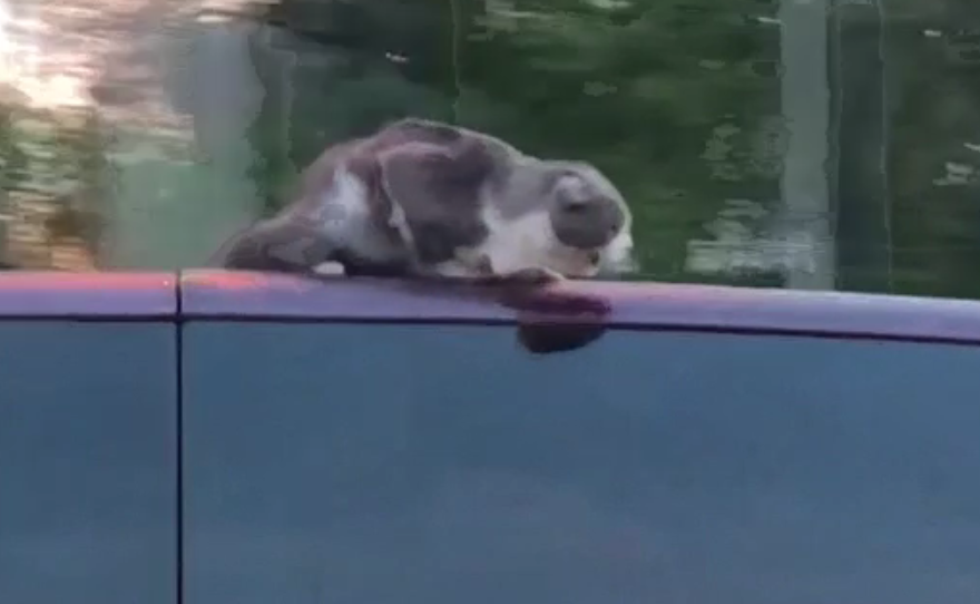 O pisică a rămas captivă pe capota unei mașini care circula cu 100 de km/h