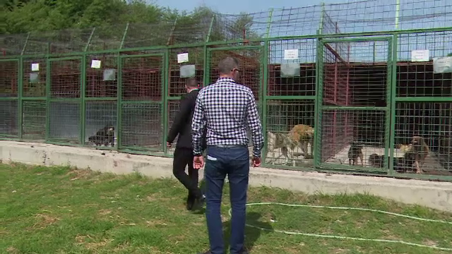 1.300 de lei/ lună pentru un câine adoptat la distanță, în Slatina. Cât costă, de fapt, hrana