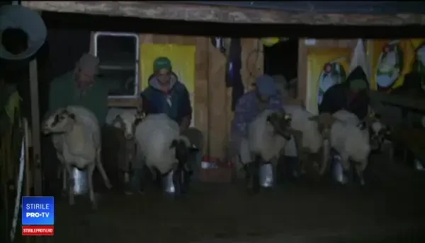 Românii cumpără tot mai puțină telemea de la ciobanii noștri. Soluția de compromis a oierilor