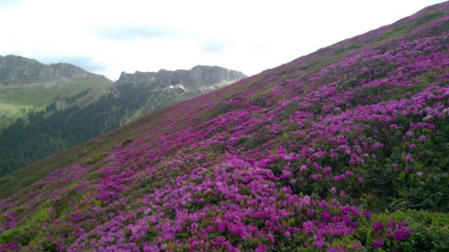 Amenda de până la 10.000 de lei pentru cei care rup bujorii de munte