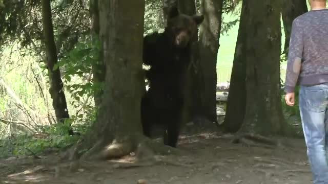 Ce soartă va avea ursul de la Lacul Sfânta Ana. "Are un comportament deviant"