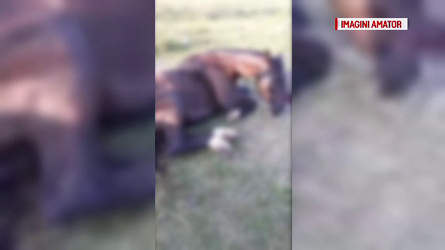 Un bărbat din Brăila i-a smuls copitele iepei sale și a abandonat-o pe câmp. Animalul a murit