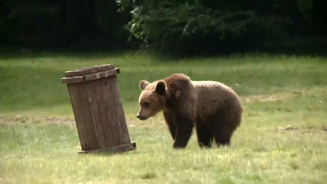 Ursul Șoni a fost eliberat în rezervația de la Zărnești