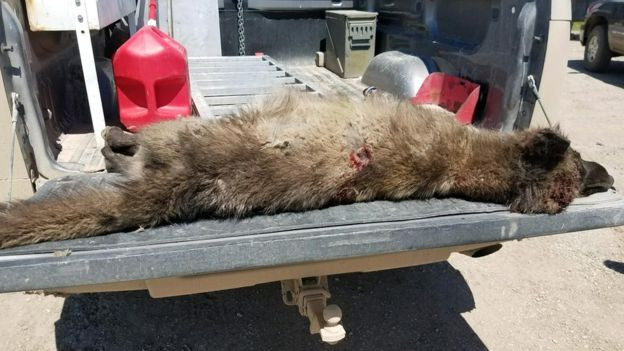 creatura misterioasa, Montana