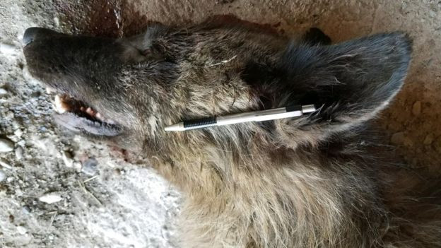 creatura misterioasa, Montana