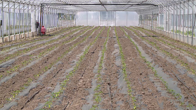 Reglementări stricte impuse de UE pentru produsele bio. Fermierii mici, avantajați