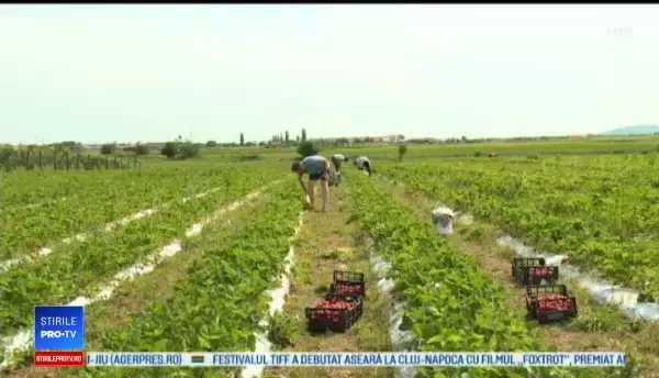 Terapie prin horticultură. De ce este bine să muncim cât mai mult într-o grădină