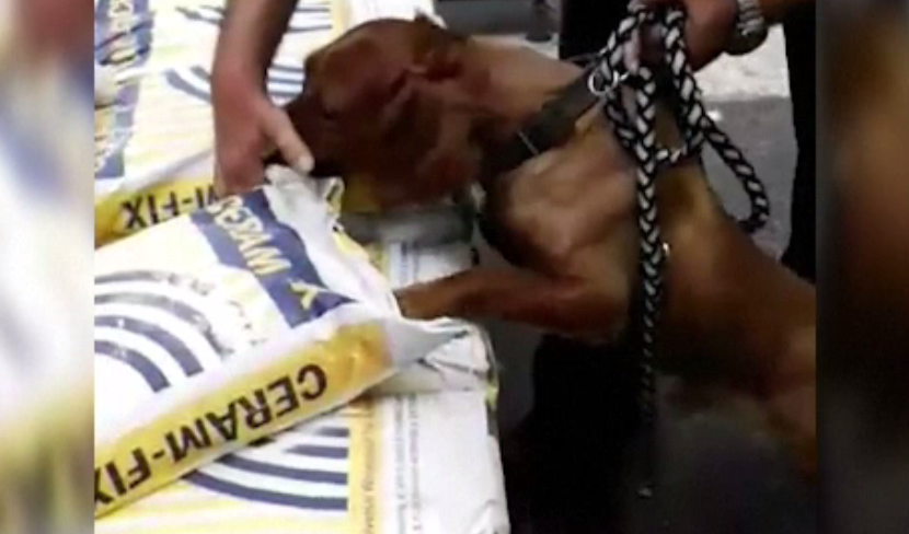 Captură uriașă de droguri în Bulgaria. Un câine polițist a depistat 191 de kg de heroină