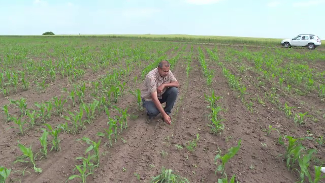 Seceta afectează grav culturile agricole. Fermierii, disperați că nu nu-și pot onora contractele