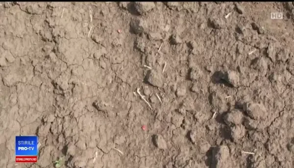 Seceta afectează grav culturile agricole. Fermierii, disperați că nu nu-și pot onora contractele