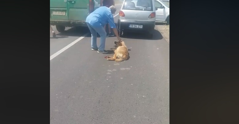 VIDEO. Un bărbat și-a legat câinele de mașină și l-a târât pe șosea. Animalul s-a rănit la picioare