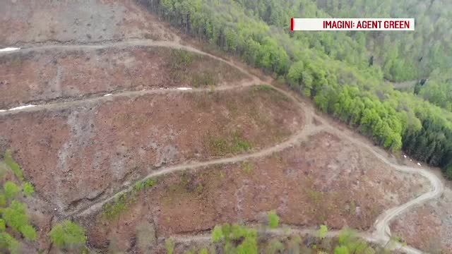 Reacția unui oficial european după ce a văzut defrișările masive din România