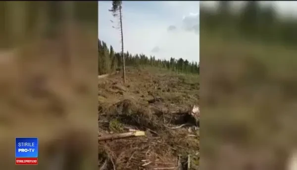 Reacția unui oficial european după ce a văzut defrișările masive din România