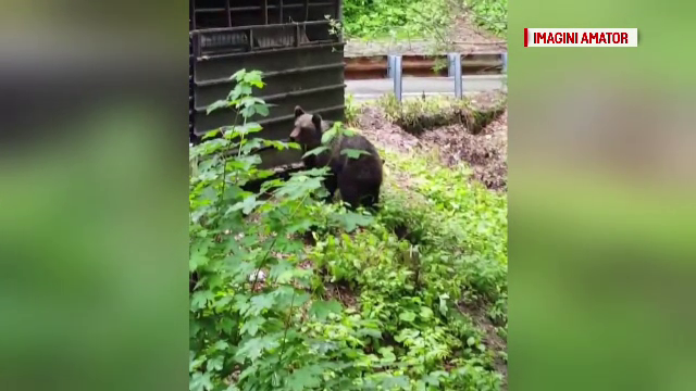 Proprietarii cabanelor de pe Transfăgărășan, asaltați de urșii care caută mâncare