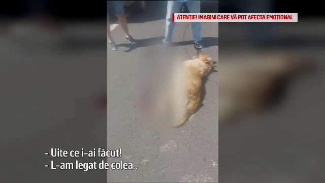 Explicaţia oferită pentru Ştirile ProTV de către bărbatul care şi-a legat câinele de maşină. FOTO