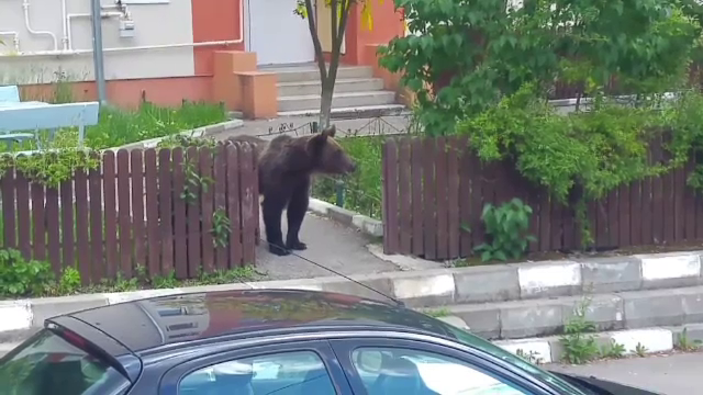 Planul autorităților pentru urșii care vin în oraș: mai multe mușuroaie și zmeură