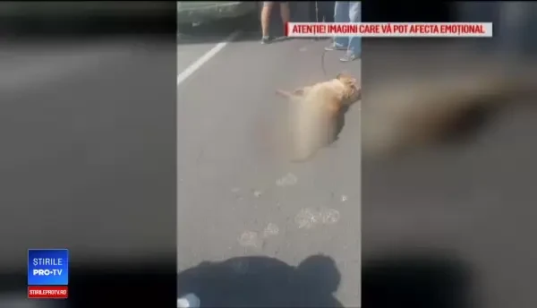 Explicaţia oferită pentru Ştirile ProTV de către bărbatul care şi-a legat câinele de maşină. FOTO