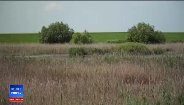 Delta Banatului, necunoscută de turişti şi abandonată de autorităţi. Zeci de specii rare trăiesc aici