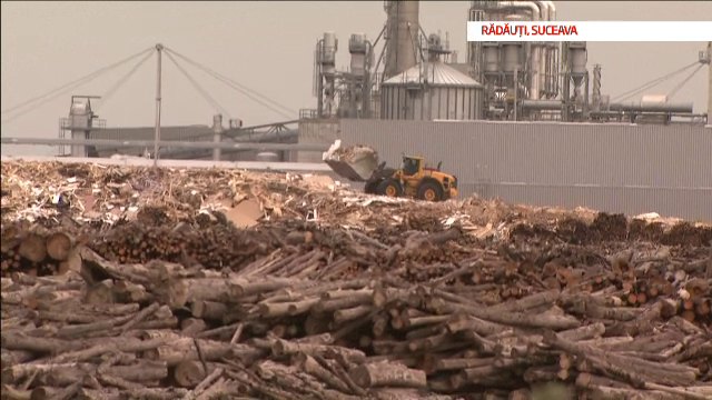 Pădurile defrișate ale României. Holzindustrie se declară ”bucuroasă” de ancheta DIICOT