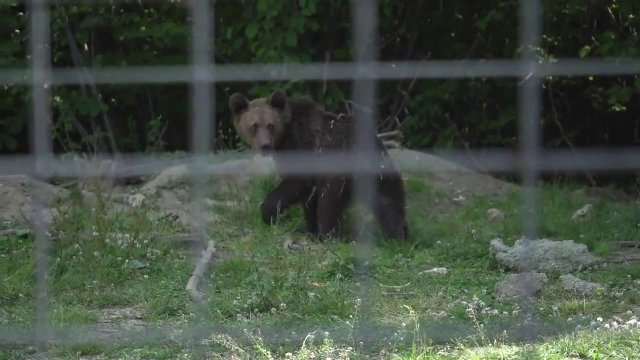 Ursul Costel ar putea avea soarta lui Șoni, dacă turiștii îi vor da mâncare