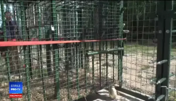 Ursul Costel ar putea avea soarta lui Șoni, dacă turiștii îi vor da mâncare