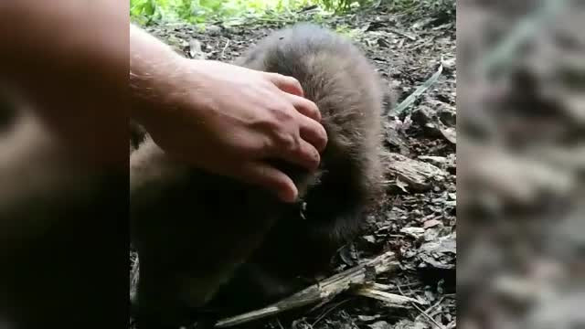 Imagini înduioșătoare. Pădurarii din Brașov au salvat un pui de urs