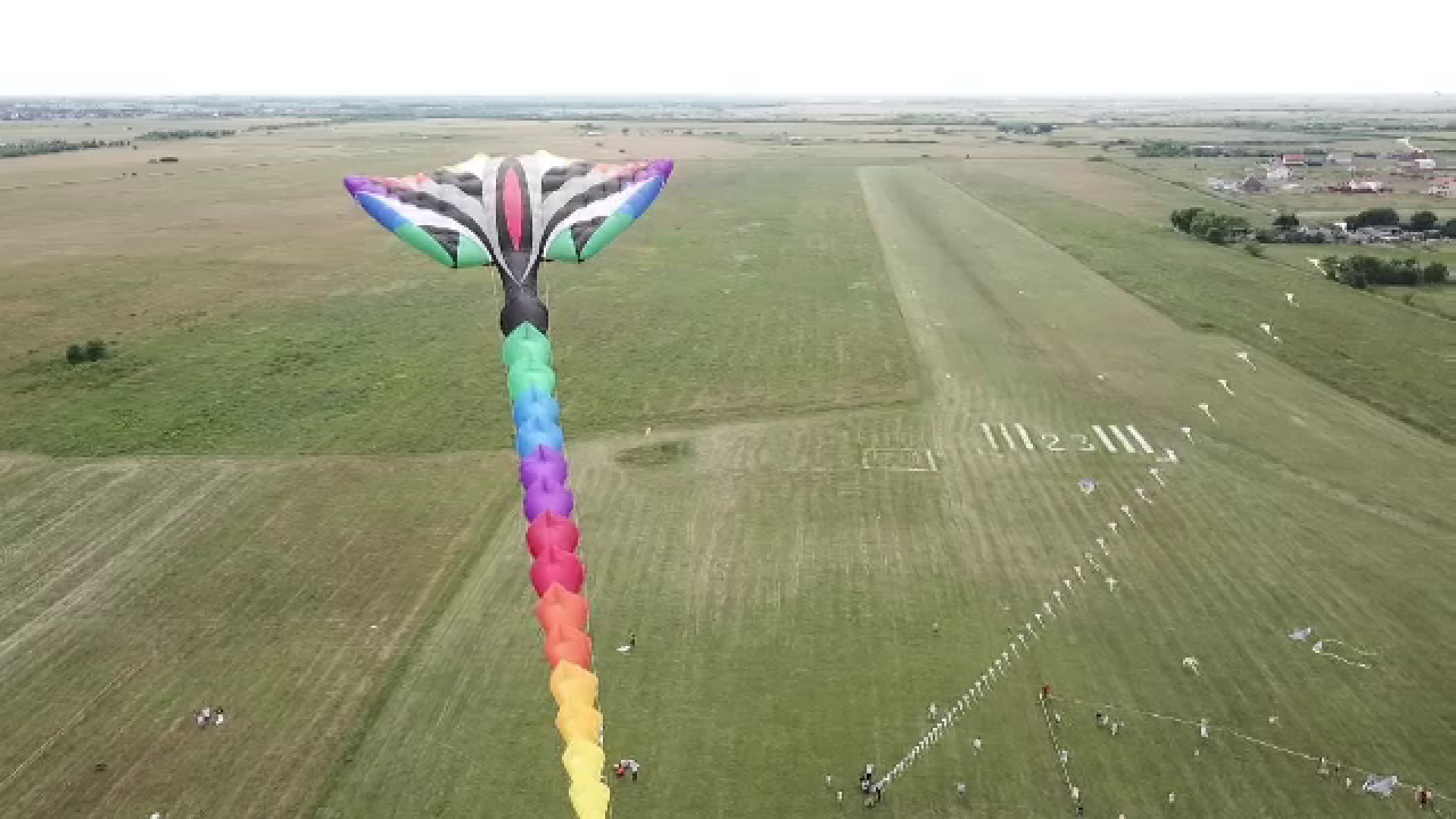 Zeci de zmeie au fost ridicate vineri la Timișoara. Cât poate costa unul