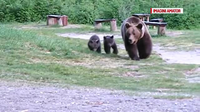 O ursoaică cu 2 pui i-a luat locul lui Şoni la Lacul Sfânta Ana. A venit şi Costel