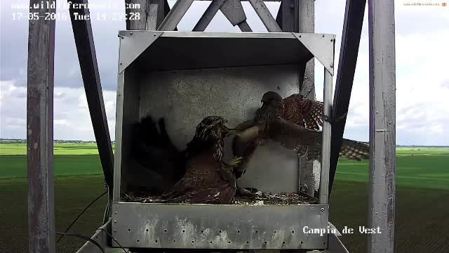Păsări de pradă din România, filmate în timp ce se luptă pentru un cuib