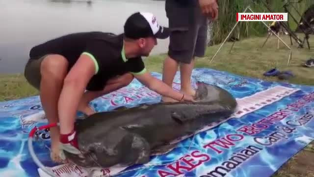 Peşte uriaş, prins pe un lac de lângă Bucureşti. Ce au făcut oamenii cu "monstrul"