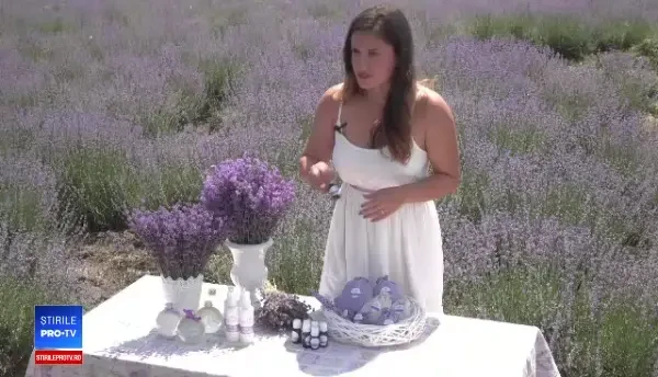 Aurul mov îi va îmbogăți anul acesta pe fermieri. Sunt nevoiți să se extinda