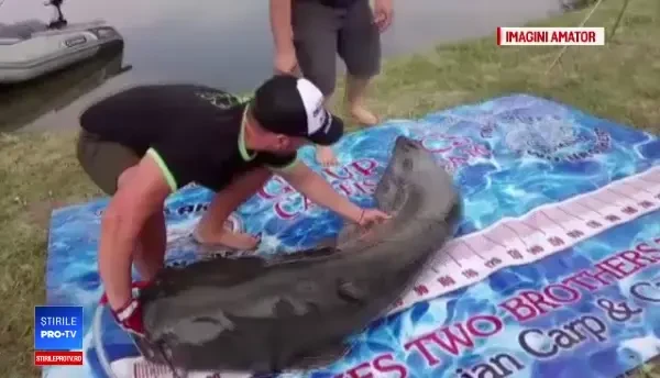 Peşte uriaş, prins pe un lac de lângă Bucureşti. Ce au făcut oamenii cu monstrul
