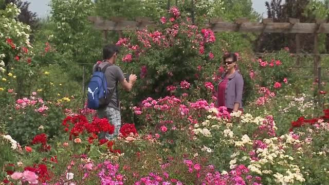 Trandafirul unic în lume care înfloreşte la Arad. Îşi schimbă culoarea de trei ori