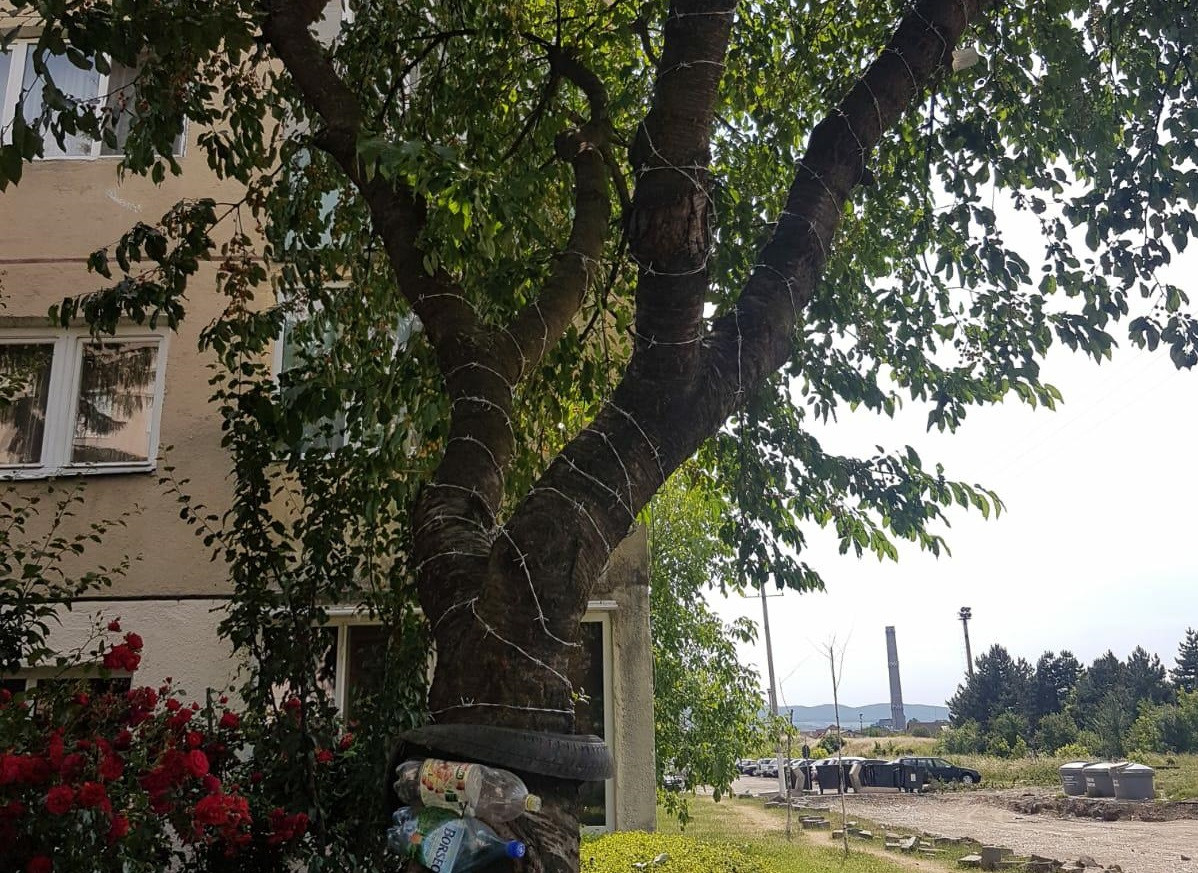 Cireş apărat cu sârmă ghimpată, ca să nu urce copiii în el după fructe