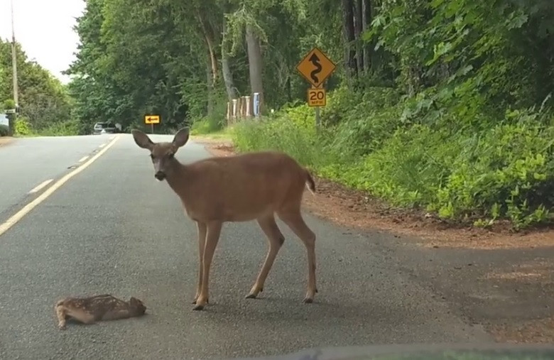 Un pui de căprioară a fost salvat de mama sa din mijlocul unui drum aglomerat