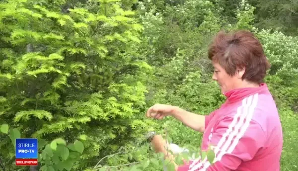 Siropul de brad din Apuseni, apreciat și de turiștii străini