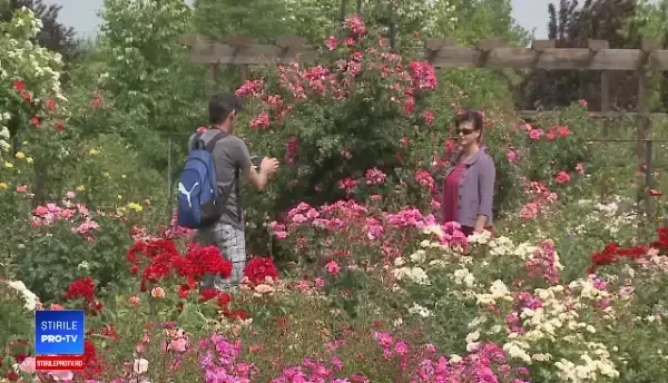 Trandafirul unic în lume care înfloreşte la Arad. Îşi schimbă culoarea de trei ori