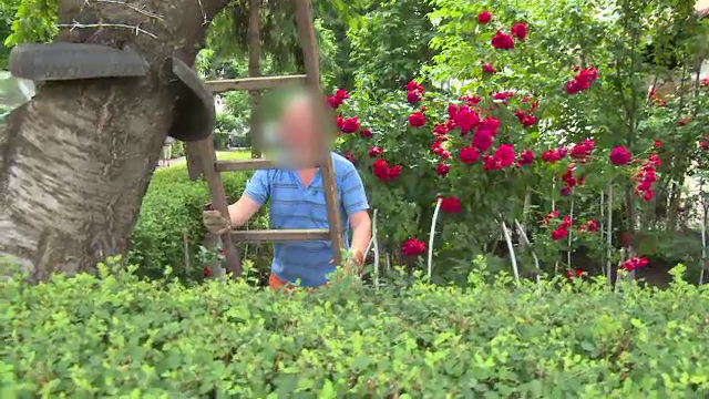 Bărbatul care a învelit un cireș cu sârmă ghimpată amenință că îl va tăia. "Azi îs cu drujba"