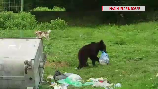 Un urs a fost filmat în timp ce cara câţiva saci de gunoi spre pădure, în Prahova
