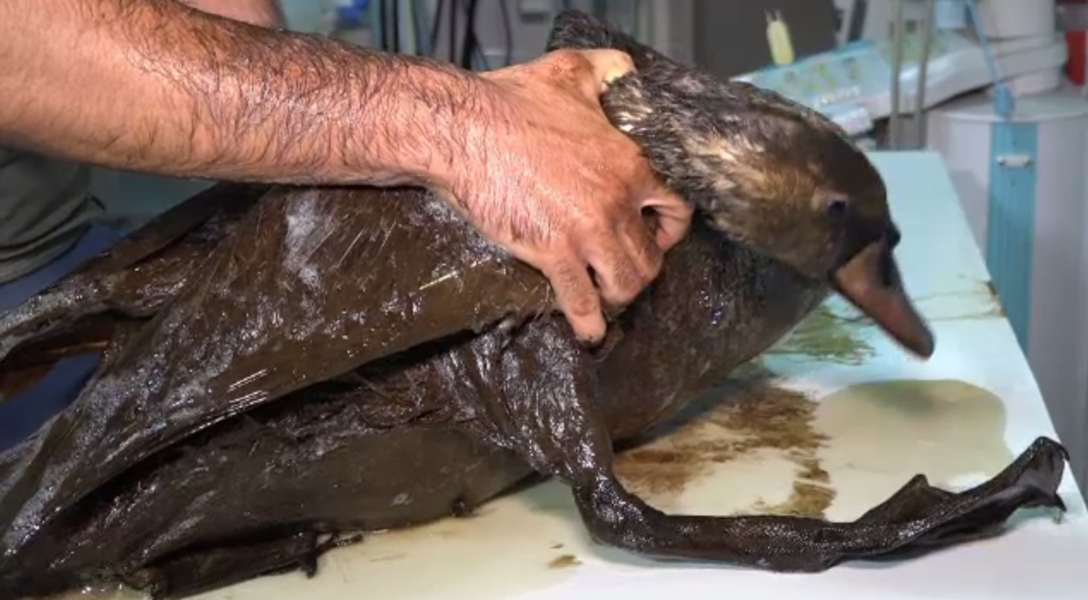 Deznodământ pentru cele șase lebede găsite în stare critică într-o baltă cu reziduuri chimice