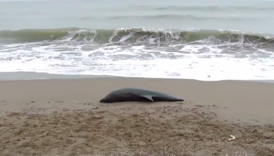 Tot mai mulți delfini mor în Marea Neagră. Un pui dintr-o specie rară, adus de valuri la Eforie