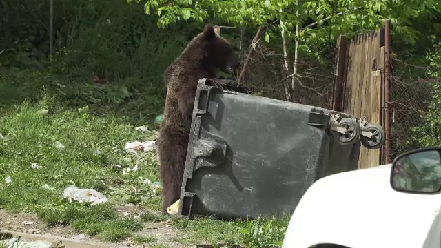 Ministrul Mediului, anunț controversat: Nu o să-mi fie frică să emit ordin de vânătoare a urşilor