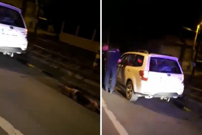 Un șofer din Oradea a lovit un câine pe stradă și apoi l-a legat de mașină. VIDEO