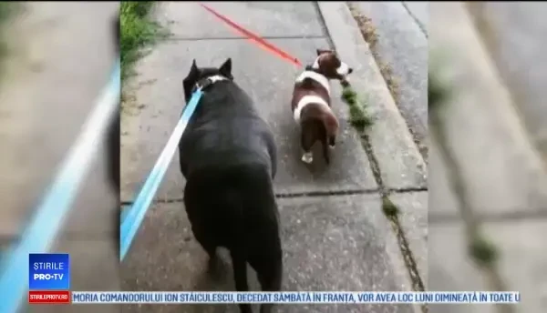 Un câine orb și prietenul său însoțitor au fost adoptați de o familie inimoasă