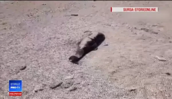 Tot mai mulți delfini mor în Marea Neagră. Un pui dintr-o specie rară, adus de valuri la Eforie