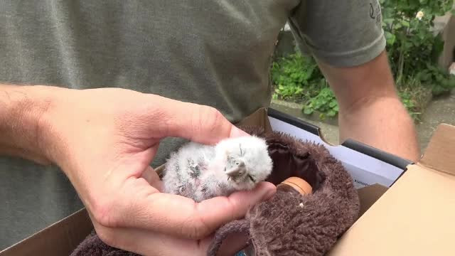 Nu încercați să salvați puii de pasăre căzuți din cuib!