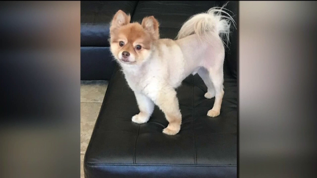 Un câine a murit în timp ce era transportat în cala avionului