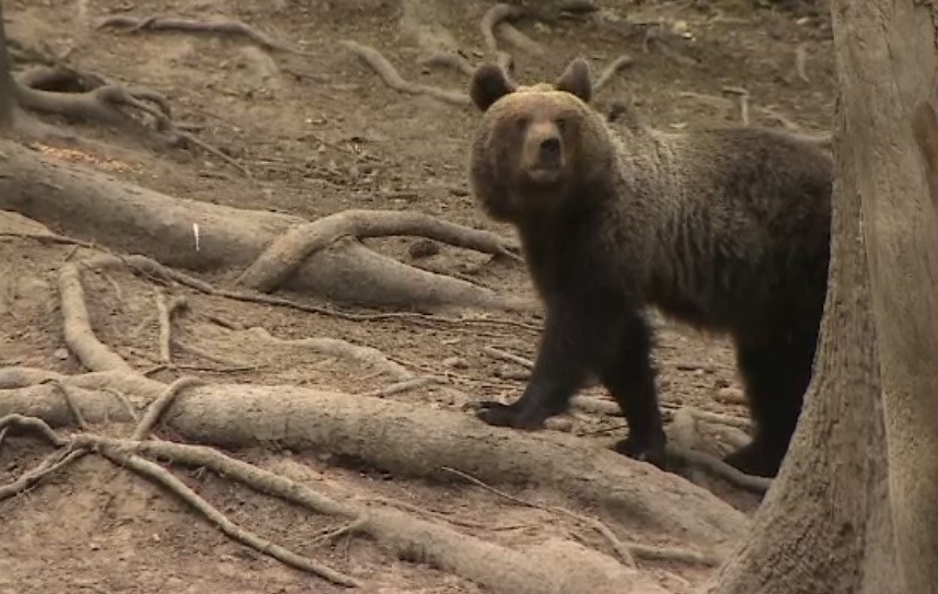 Războiul ONG-urilor cu autoritățile care vor reluarea vânătorii de urși. Mărturia unui director de la Mediu