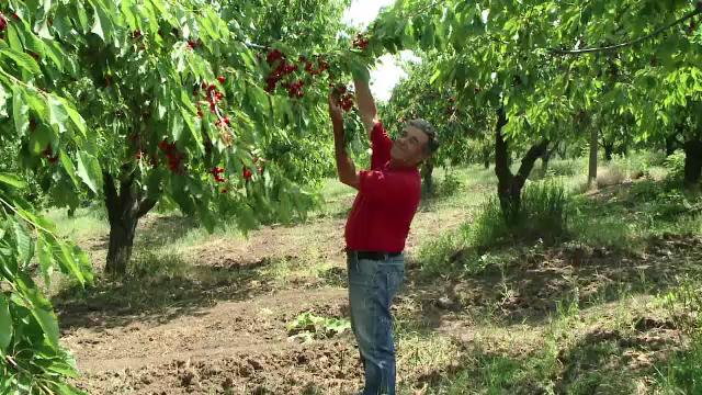 Cireșe și caise mai puține anul acesta din cauza vremii. ”Am strâns doar 6 kg dintr-un pom”