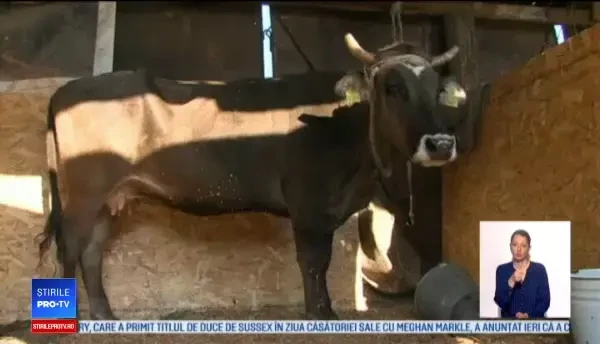 O vacă din Bulgaria ar putea fi sacrificată pentru că a traversat ilegal granița UE